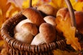 Fresh cep (porcini ) mushrooms in the basket Royalty Free Stock Photo