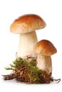 Fresh ceps on moss Royalty Free Stock Photo
