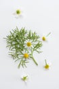 Fresh chamomile Royalty Free Stock Photo