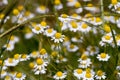 Fresh Chamomile Royalty Free Stock Photo