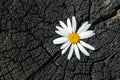 Fresh chamomile flower on a charred old stump with cracks and annual rings close-up