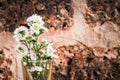 Fresh chamomile flowers on the red rock background Royalty Free Stock Photo