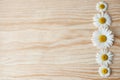 Fresh chamomile flowers on the wooden table