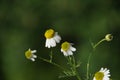Fresh chamomile Royalty Free Stock Photo