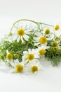 Fresh chamomile Royalty Free Stock Photo