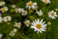 Fresh Chamomille flowers which can be used for tea infusions to help to relief stomach aches