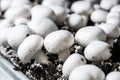 Fresh champignons growing on a special soil on a mushroom production plant. Food production