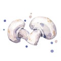 Fresh champignons, mushrooms watercolor painting Royalty Free Stock Photo