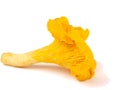 Fresh chanterelle mushroom Royalty Free Stock Photo