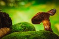 Fresh chanterelle mushroom growing in the woods on moss Royalty Free Stock Photo