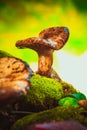 Fresh chanterelle mushroom growing in the woods on moss Royalty Free Stock Photo