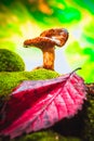 Fresh chanterelle mushroom growing in the woods on moss Royalty Free Stock Photo