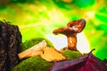 Fresh chanterelle mushroom growing in the woods on moss Royalty Free Stock Photo