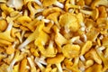Fresh chanterelle mushrooms background Royalty Free Stock Photo