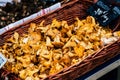 Fresh chanterelle mushrooms in a basket for sale Royalty Free Stock Photo
