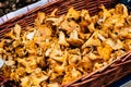 Fresh chanterelle mushrooms in a basket for sale Royalty Free Stock Photo