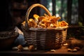 Fresh chanterelle mushrooms in a basket on a wooden background Royalty Free Stock Photo