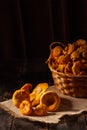 Fresh chanterelle mushrooms gathered in the forest, in a wicker basket and on a wooden background Royalty Free Stock Photo