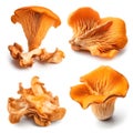 fresh chanterelle mushrooms isolated on white background, collection Royalty Free Stock Photo