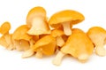 Fresh chanterelle mushrooms isolated on white background Royalty Free Stock Photo