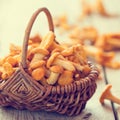 Fresh chanterelle mushrooms in rustic wicker basket. Royalty Free Stock Photo