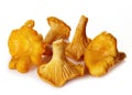 Fresh chanterelle mushrooms Royalty Free Stock Photo