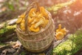 Fresh chanterelle mushrooms in wicker basket in the forest Royalty Free Stock Photo