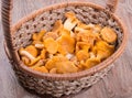 Fresh chanterelle mushrooms in a wicker basket Royalty Free Stock Photo