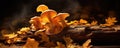 fresh chanterelles mushrooms on wooden table, Bunch of yellow mushroom