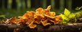 fresh chanterelles mushrooms on wooden table, Bunch of yellow mushroom Royalty Free Stock Photo