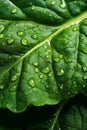 Fresh chard leaves background. Royalty Free Stock Photo