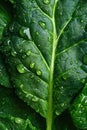 Fresh chard leaves background. Royalty Free Stock Photo