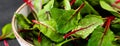 Fresh chard leaves on black background