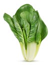 Fresh chard Royalty Free Stock Photo