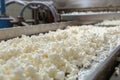 Fresh cheese curds on a conveyor belt in a cheese factory