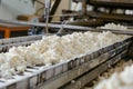 Fresh cheese curds on a conveyor belt in a cheese factory