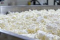 Fresh cheese curds on a conveyor belt in a cheese factory