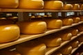 Cheese heads on rack in factory warehouse
