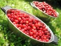 Fresh cherries Royalty Free Stock Photo