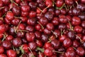 Fresh cherries Royalty Free Stock Photo