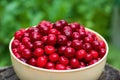 Fresh cherries in beige bowl on nature green background