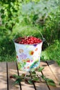 Fresh cherries in a colored bucket and ripe cherries with leaves outdoor Royalty Free Stock Photo