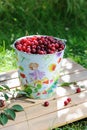 Fresh cherries in a colored bucket Royalty Free Stock Photo