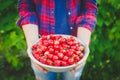 Fresh cherries harvest. Summer time