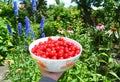 Fresh Cherries Harvesting. Ripe Sweet Cherry Harvest.