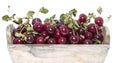 Fresh Cherries isolated on white Royalty Free Stock Photo