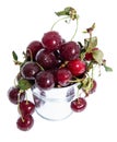 Fresh Cherries isolated on white Royalty Free Stock Photo