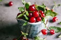 Fresh cherries with leaves and water droplets in a ceramic cup on a gray background Royalty Free Stock Photo