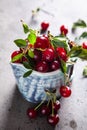 Fresh cherries with leaves and water droplets in a ceramic cup on a gray background Royalty Free Stock Photo