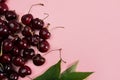 Cherries with stems and leaves on pink background. Royalty Free Stock Photo